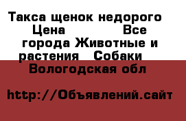Такса щенок недорого › Цена ­ 15 000 - Все города Животные и растения » Собаки   . Вологодская обл.